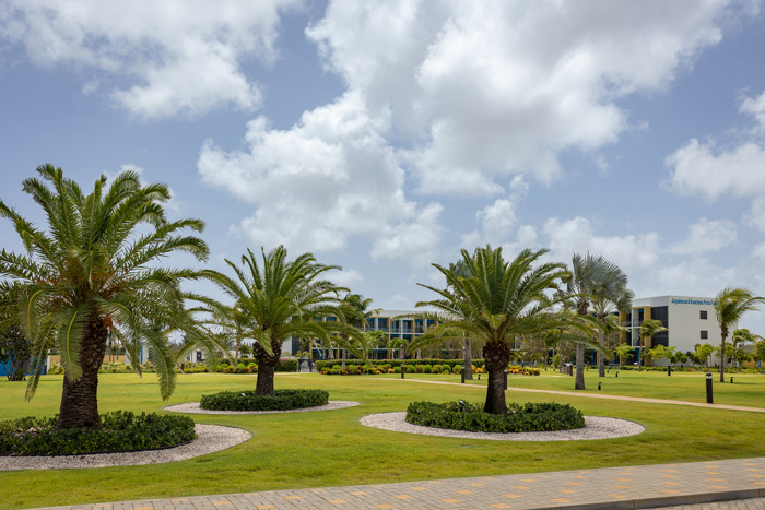 Palm trees on the Xavier University campus